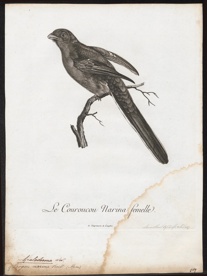 Apaloderma narina - 1796-1808 - Print - Iconographia Zoologica - Special Collections University of Amsterdam - UBA01 IZ16700359.jpg