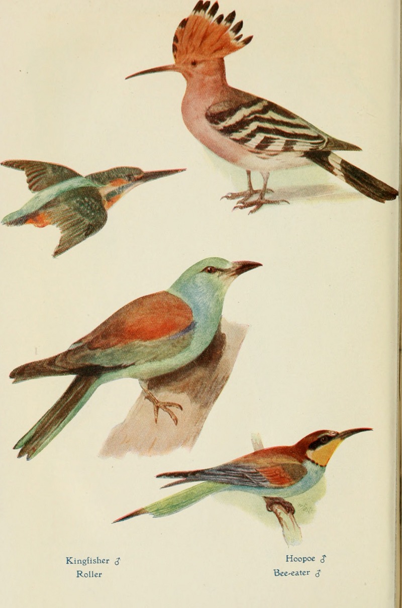 British birds in their haunts ((1922)) (20230659849) - common kingfisher (Alcedo atthis), European roller (Coracias garrulus), hoopoe (Upupa epops), European bee-eater (Merops apiaster).jpg
