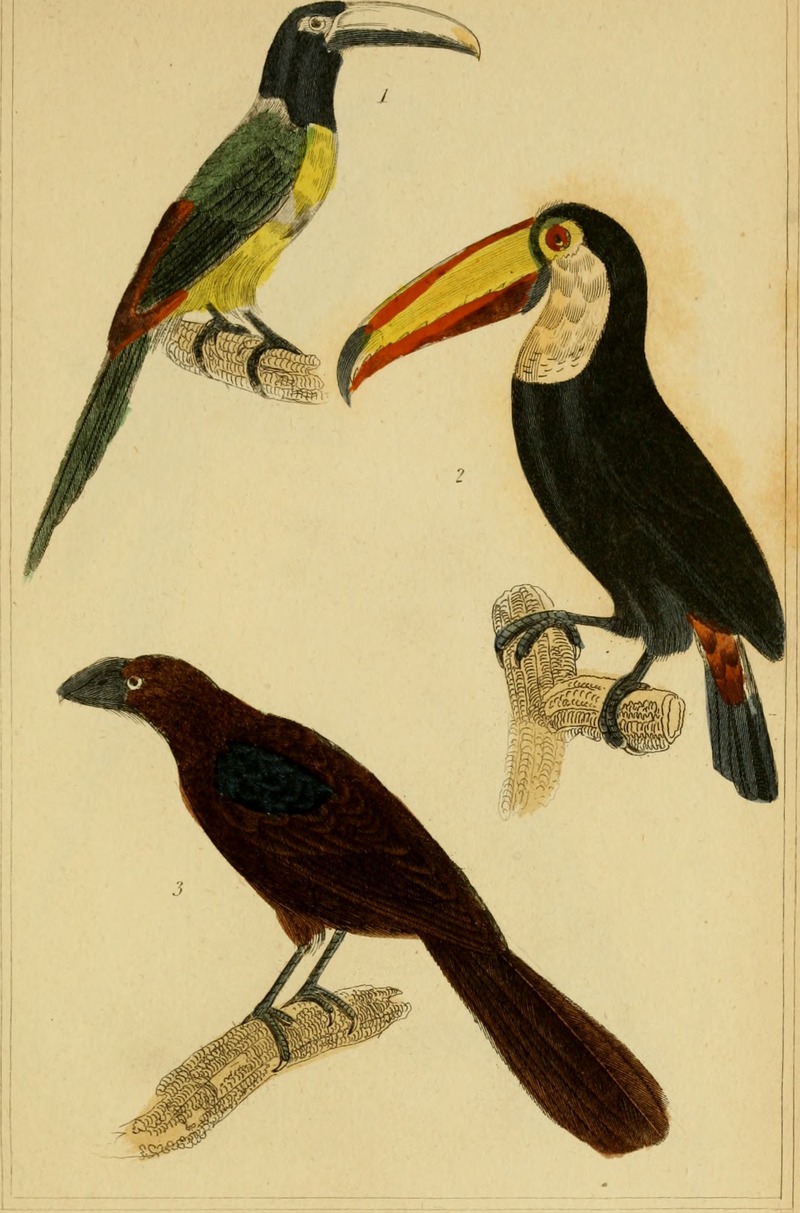 The animal kingdom, arranged according to its organization, serving as a foundation for the natural history of animals - and an introduction to comparative anatomy (Vol. 1) (1834) (17576450063).jpg