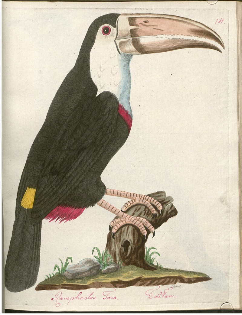 Beytrag zur Naturgeschichte der Vögel 2 Tafel 14 - toco toucan (Ramphastos toco).jpg