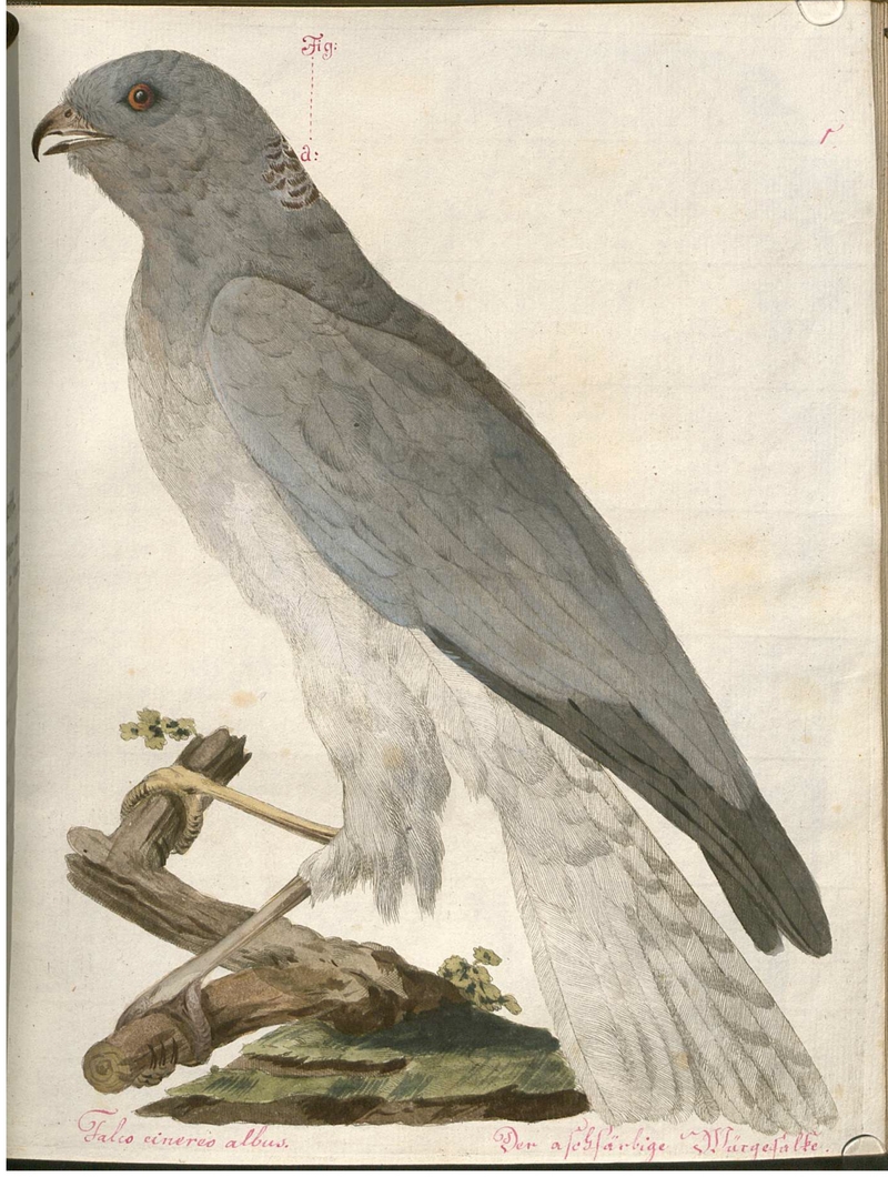 Beytrag zur Naturgeschichte der Vögel 2 Tafel 01 - hen harrier (Circus cyaneus).jpg