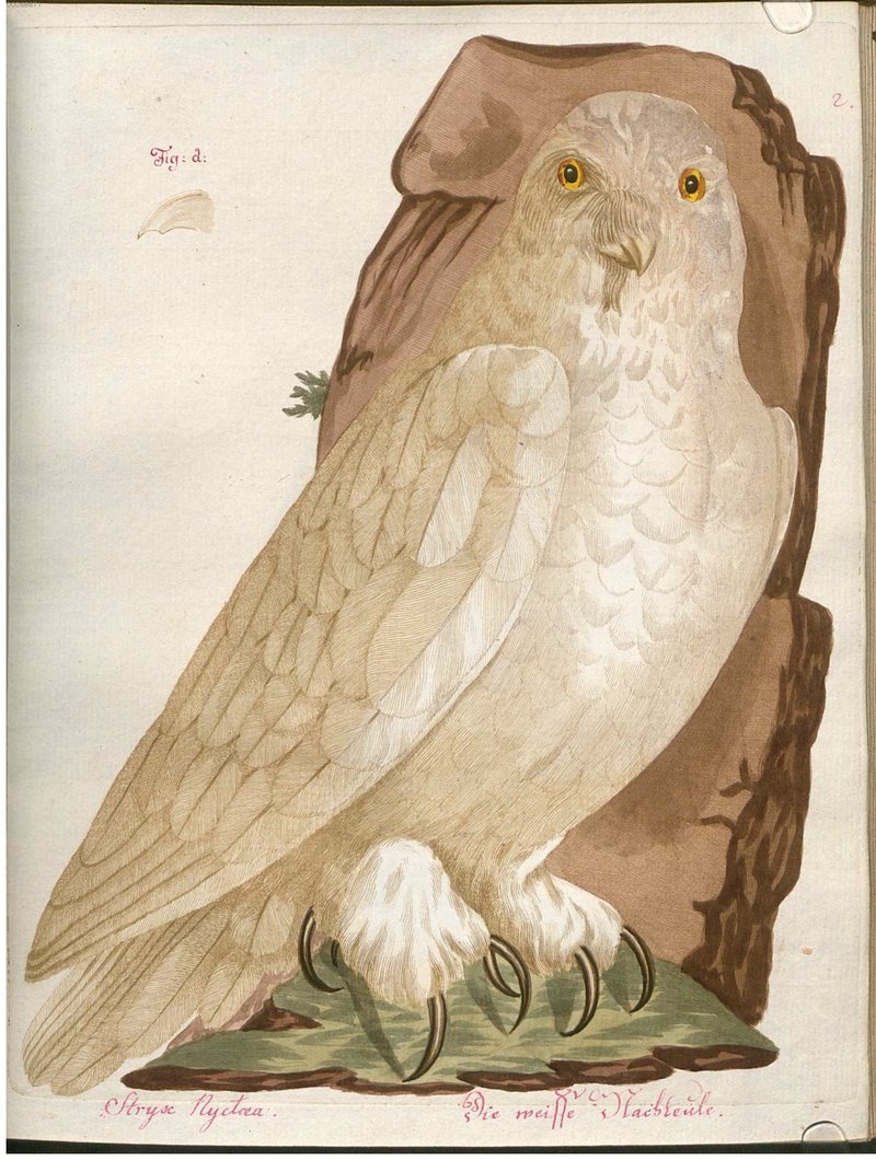 Beytrag zur Naturgeschichte der Vögel 2 Tafel 02 - snowy owl (Bubo scandiacus).jpg