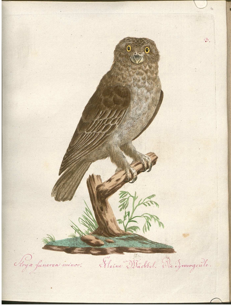 Beytrag zur Naturgeschichte der Vögel 2 Tafel 03 - northern hawk-owl (Surnia ulula).jpg