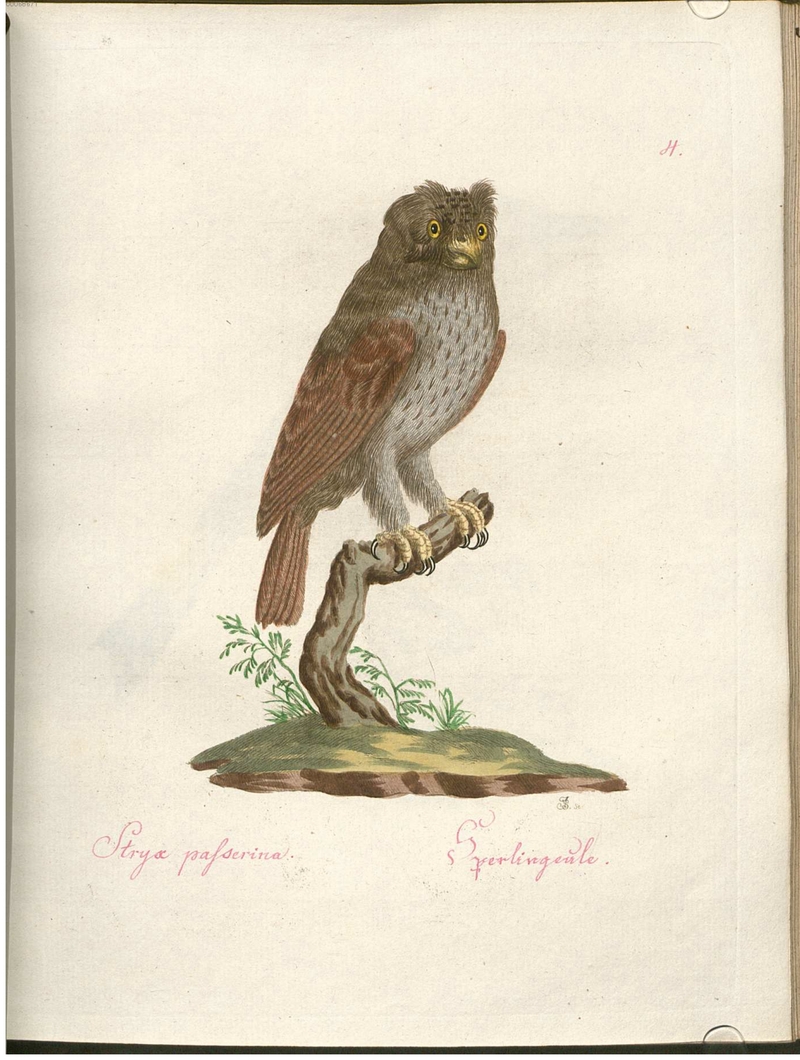 Beytrag zur Naturgeschichte der Vögel 2 Tafel 04 - Eurasian pygmy owl (Glaucidium passerinum).jpg