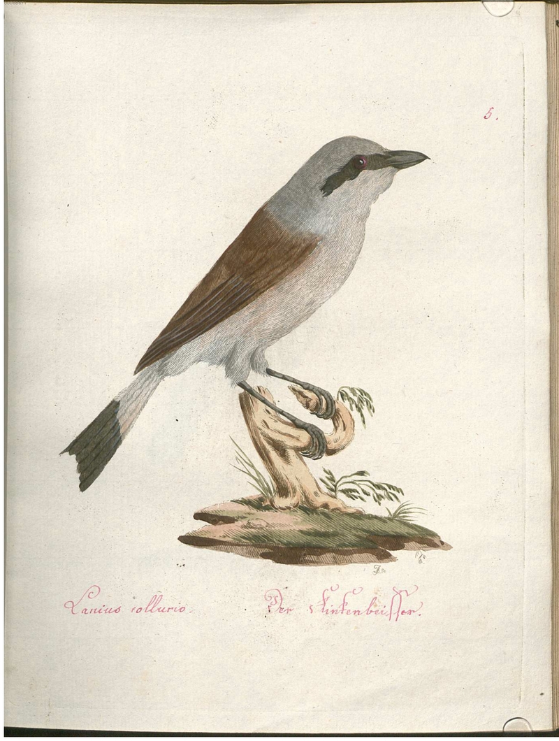 Beytrag zur Naturgeschichte der Vögel 2 Tafel 05 - red-backed shrike (Lanius collurio).jpg