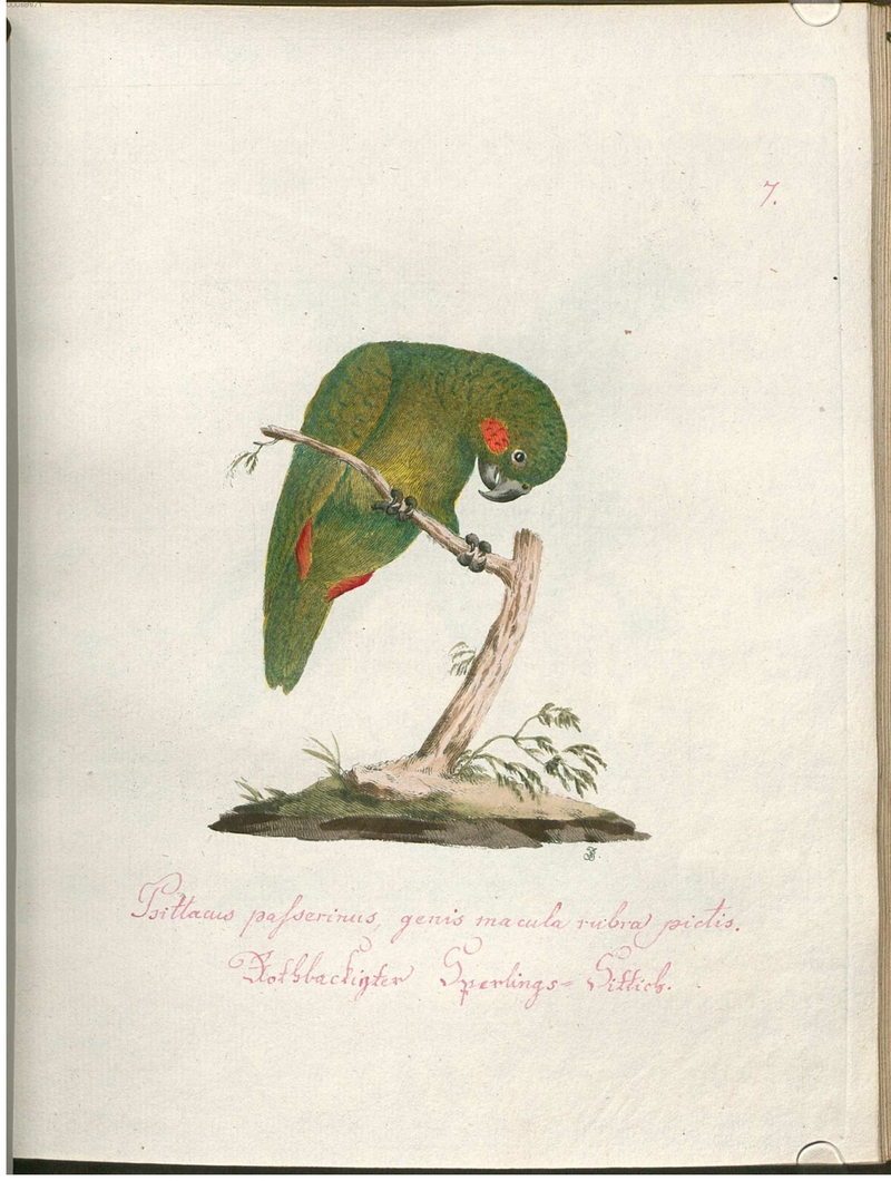Beytrag zur Naturgeschichte der Vögel 2 Tafel 07 - green-rumped parrotlet (Forpus passerinus).jpg