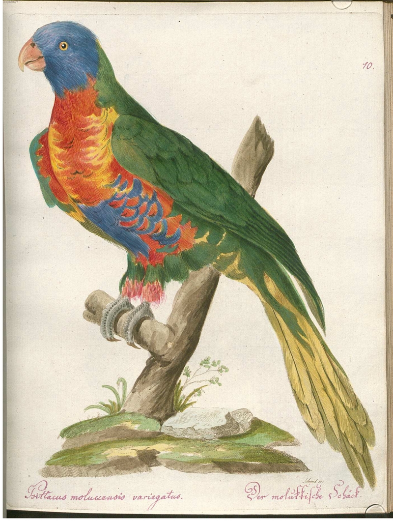 Beytrag zur Naturgeschichte der Vögel 2 Tafel 10 - rainbow lorikeet (Trichoglossus moluccanus).jpg