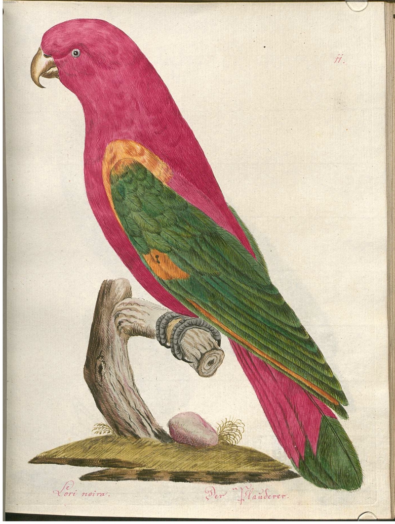 Beytrag zur Naturgeschichte der Vögel 2 Tafel 11 - chattering lory (Lorius garrulus).jpg