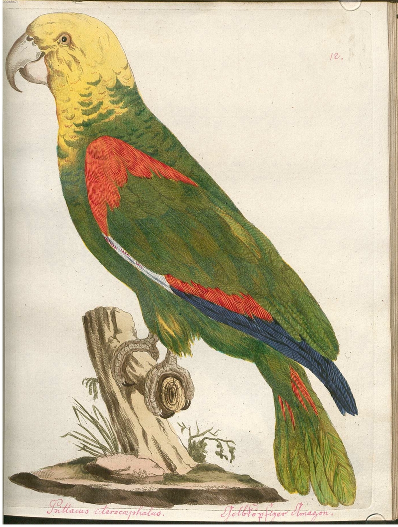 Beytrag zur Naturgeschichte der Vögel 2 Tafel 12 - yellow-headed amazon (Amazona oratrix).jpg