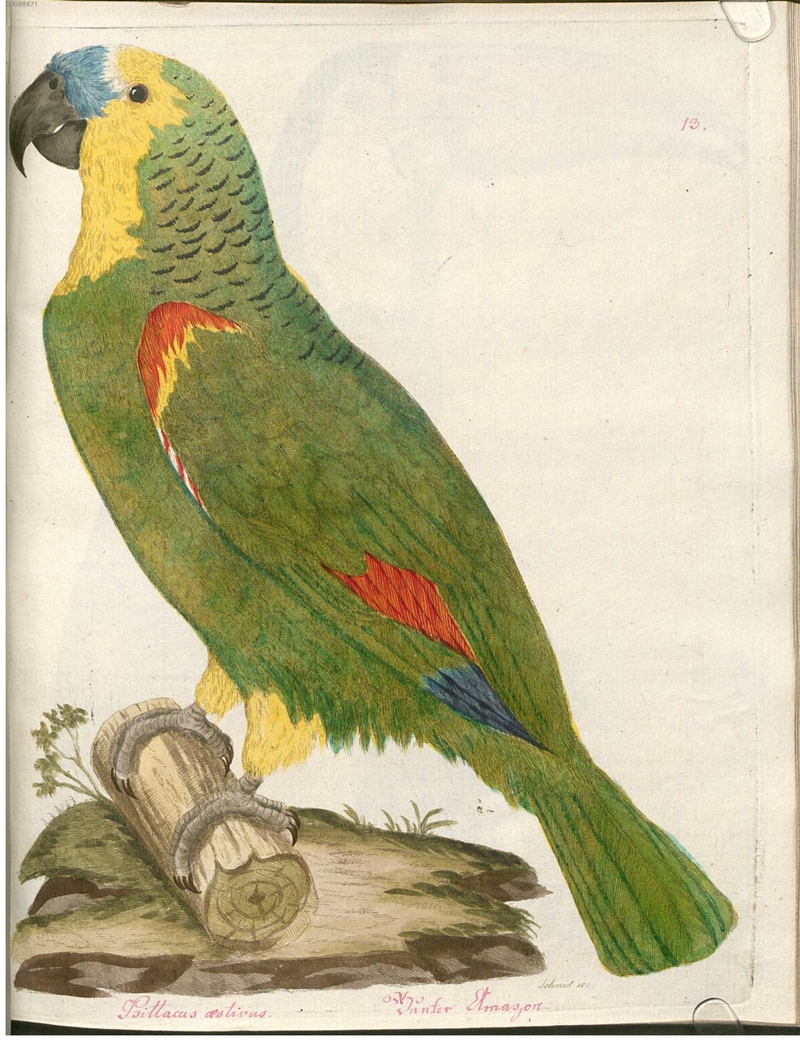 Beytrag zur Naturgeschichte der Vögel 2 Tafel 13 - turquoise-fronted amazon (Amazona aestiva).jpg