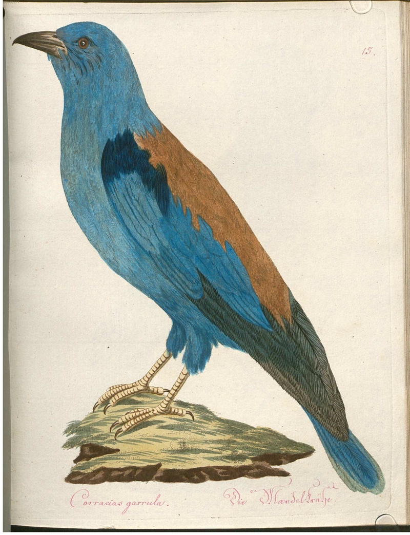 Beytrag zur Naturgeschichte der Vögel 2 Tafel 15 - European roller (Coracias garrulus).jpg