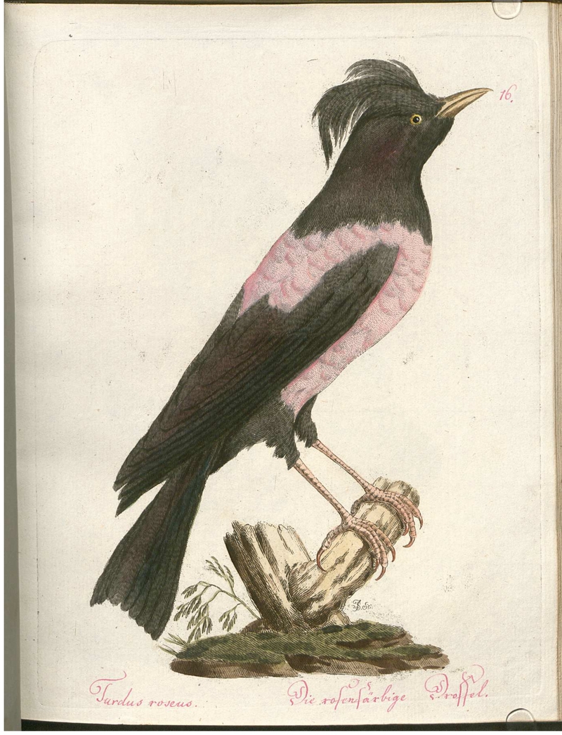 Beytrag zur Naturgeschichte der Vögel 2 Tafel 16 - rosy starling (Pastor roseus).jpg