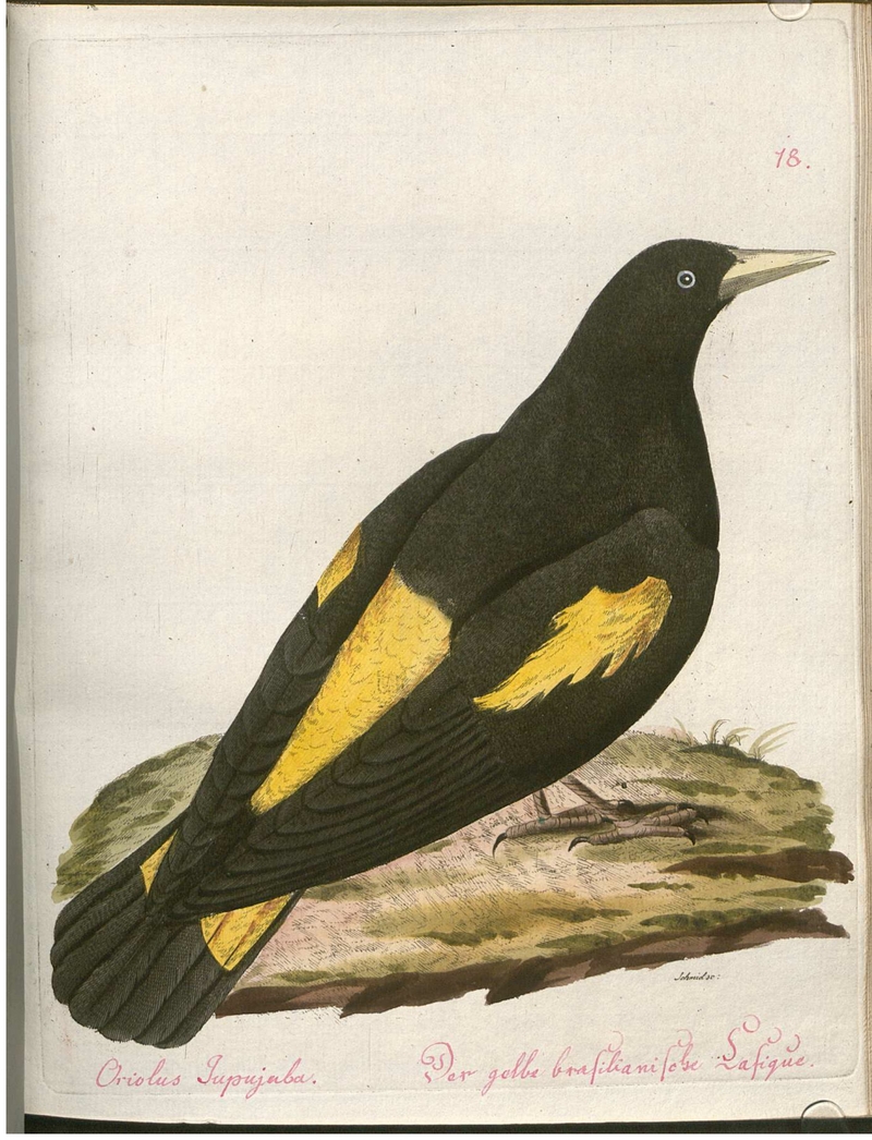 Beytrag zur Naturgeschichte der Vögel 2 Tafel 18 - yellow-rumped cacique (Cacicus cela).jpg