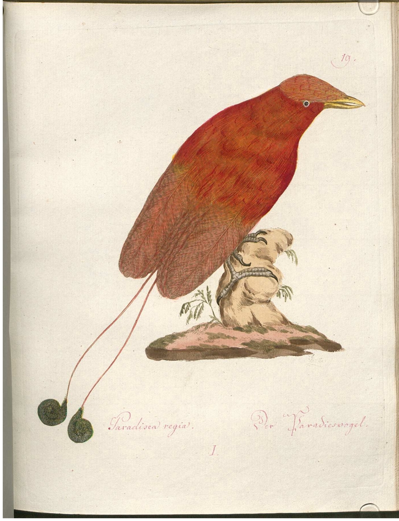 Beytrag zur Naturgeschichte der Vögel 2 Tafel 19 - king bird-of-paradise (Cicinnurus regius).jpg