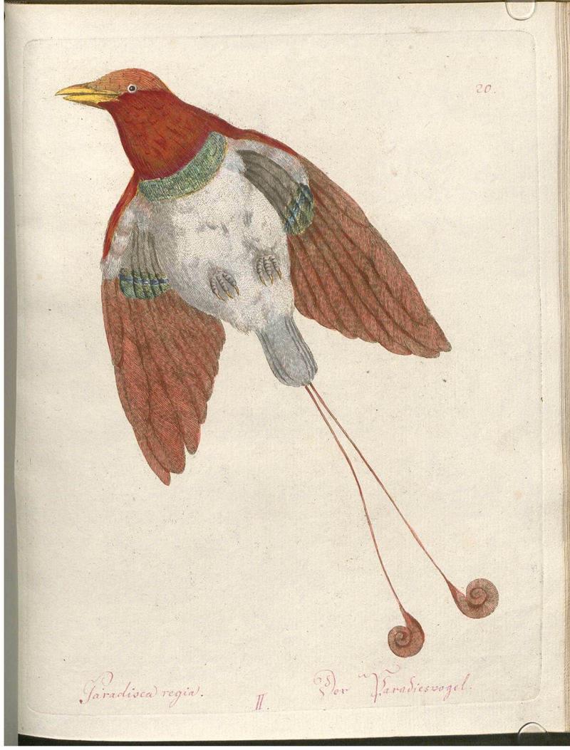 Beytrag zur Naturgeschichte der Vögel 2 Tafel 20 - king bird-of-paradise (Cicinnurus regius).jpg