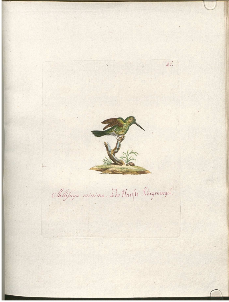 Beytrag zur Naturgeschichte der Vögel 2 Tafel 21 - vervain hummingbird (Mellisuga minima).jpg