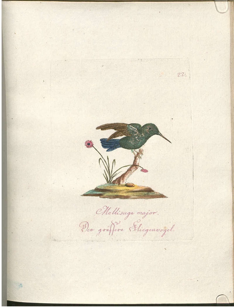 Beytrag zur Naturgeschichte der Vögel 2 Tafel 22 - bee hummingbird (Mellisuga helenae).jpg