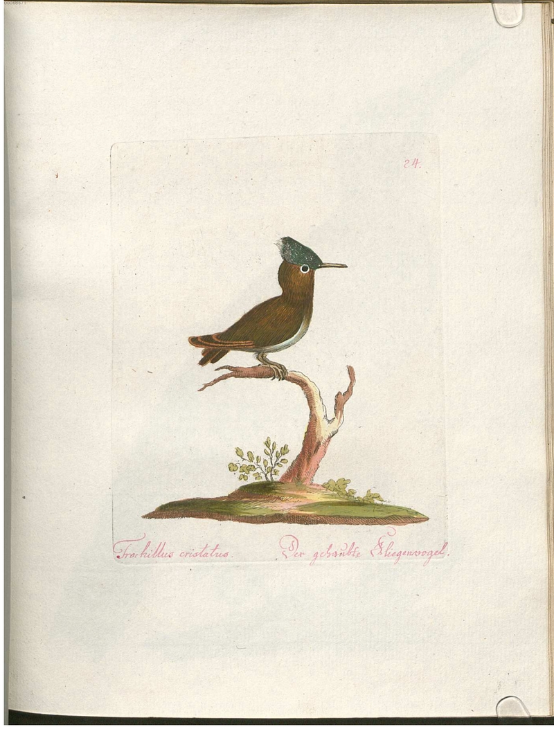 Beytrag zur Naturgeschichte der Vögel 2 Tafel 24 - Antillean crested hummingbird (Orthorhyncus cristatus).jpg