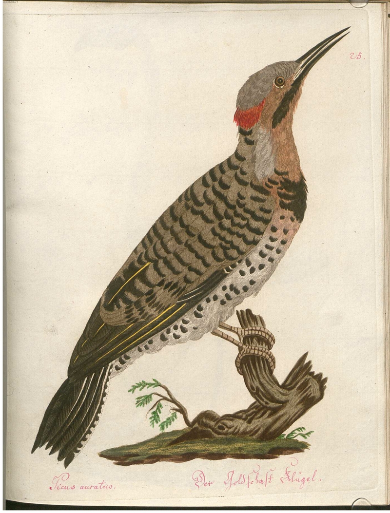 Beytrag zur Naturgeschichte der Vögel 2 Tafel 25 - northern flicker (Colaptes auratus).jpg