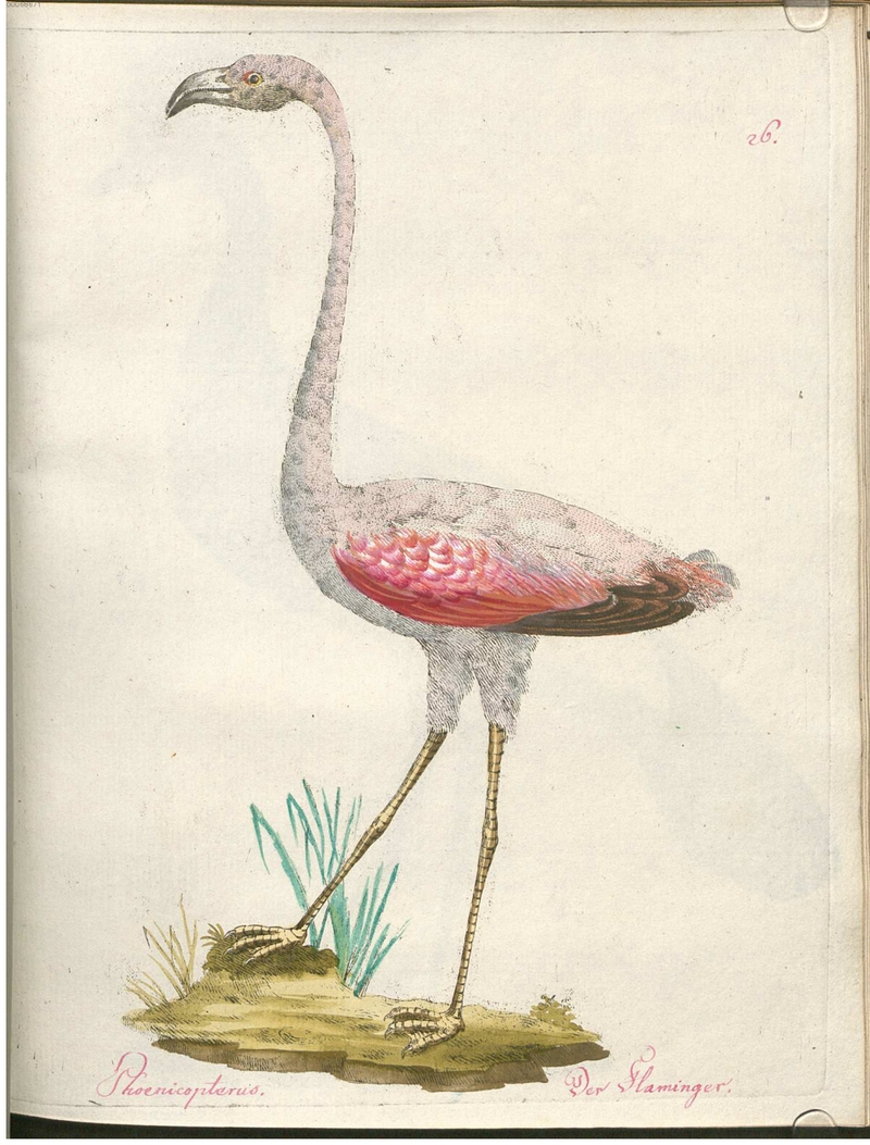 Beytrag zur Naturgeschichte der Vögel 2 Tafel 26 - flamingo (Phoenicopterus sp.).jpg