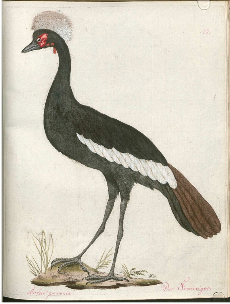 Beytrag zur Naturgeschichte der Vögel 2 Tafel 27 - black crowned crane (Balearica pavonina).jpg