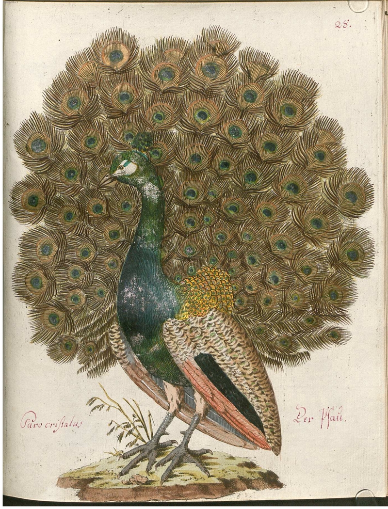 Beytrag zur Naturgeschichte der Vögel 2 Tafel 28 - Indian peafowl, blue peafowl (Pavo cristatus).jpg