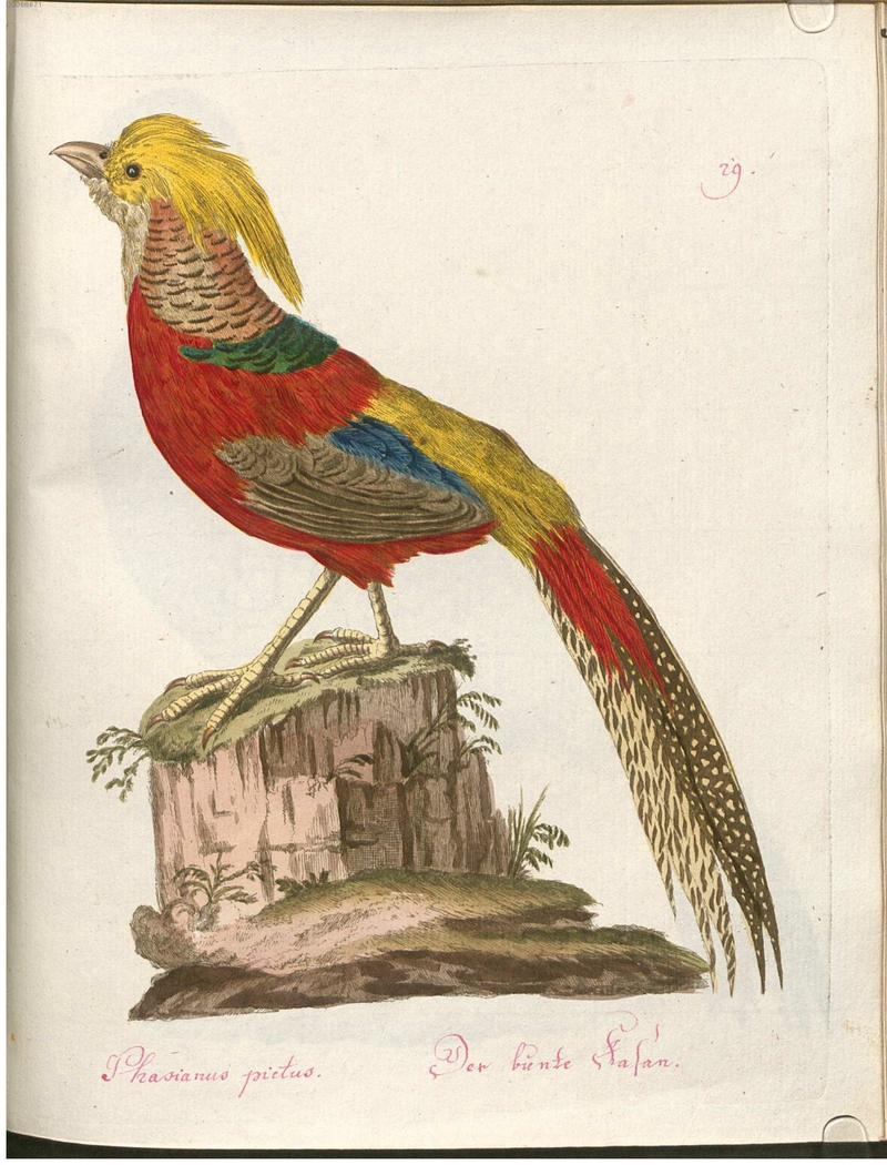 Beytrag zur Naturgeschichte der Vögel 2 Tafel 29 - golden pheasant, Chinese pheasant (Chrysolophus pictus).jpg