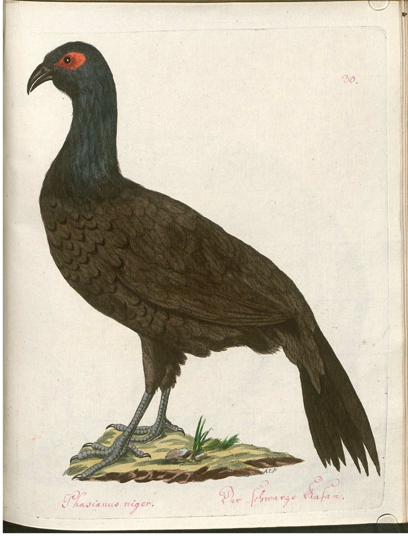 Beytrag zur Naturgeschichte der Vögel 2 Tafel 30 - Edwards's pheasant (Lophura edwardsi).jpg