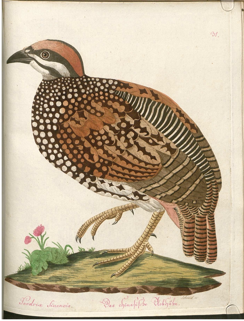Beytrag zur Naturgeschichte der Vögel 2 Tafel 31.jpg