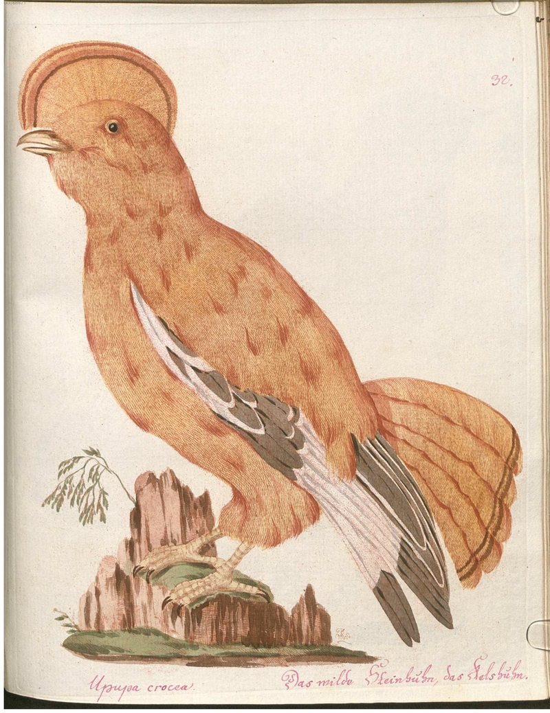 Beytrag zur Naturgeschichte der Vögel 2 Tafel 32 - Guianan cock-of-the-rock (Rupicola rupicola).jpg