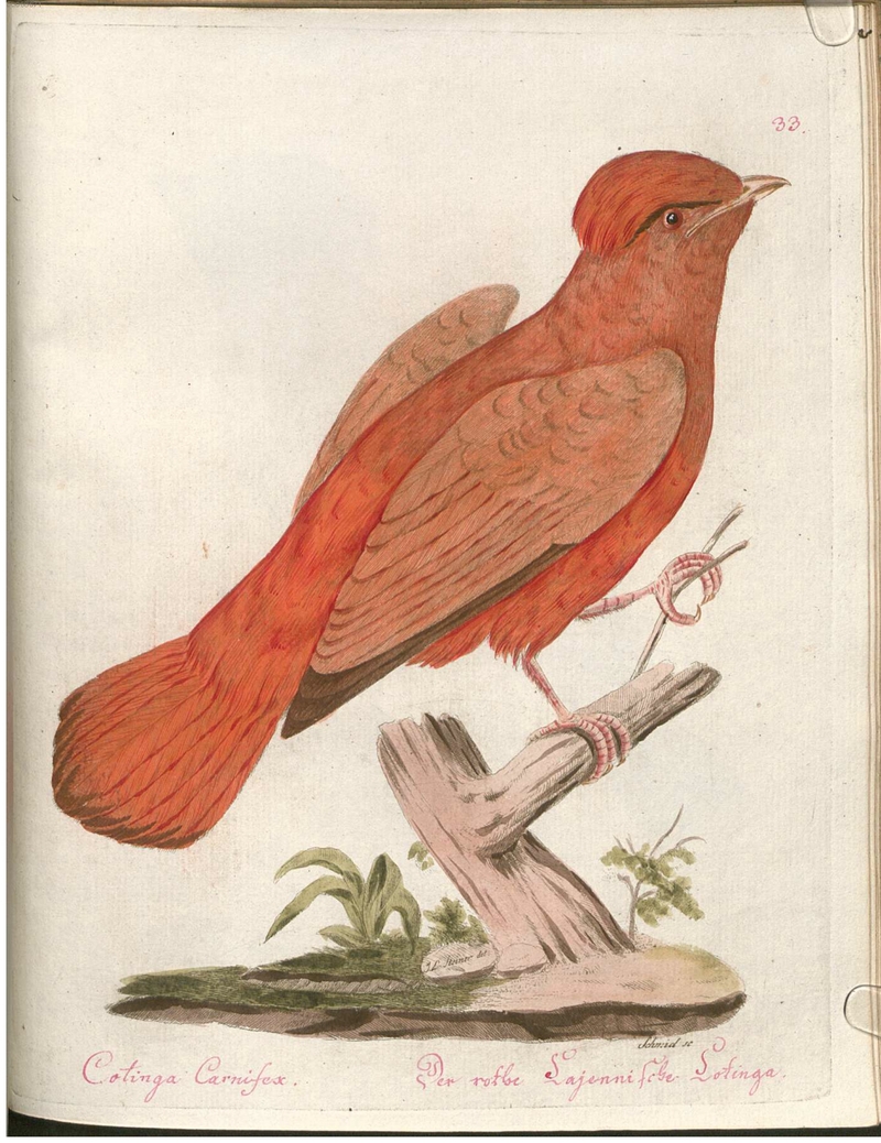 Beytrag zur Naturgeschichte der Vögel 2 Tafel 33 - Guianan red cotinga (Phoenicircus carnifex).jpg