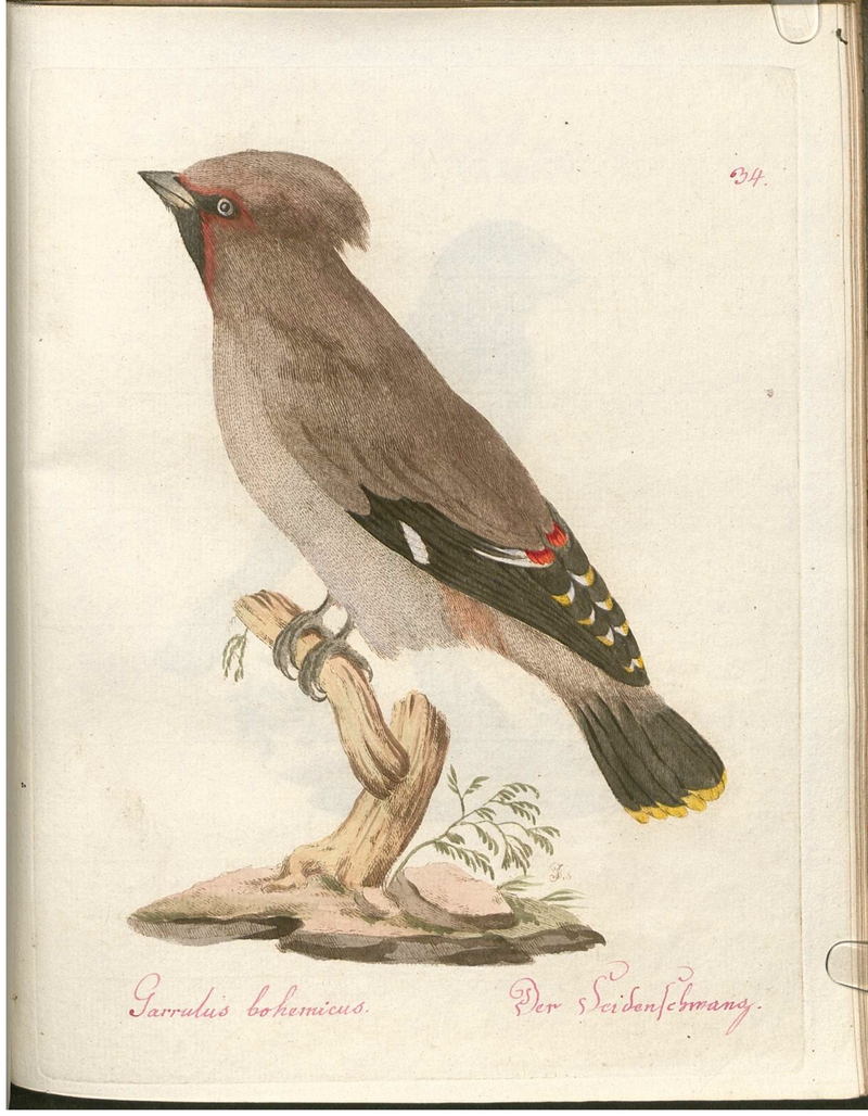 Beytrag zur Naturgeschichte der Vögel 2 Tafel 34 - Bohemian waxwing (Bombycilla garrulus).jpg