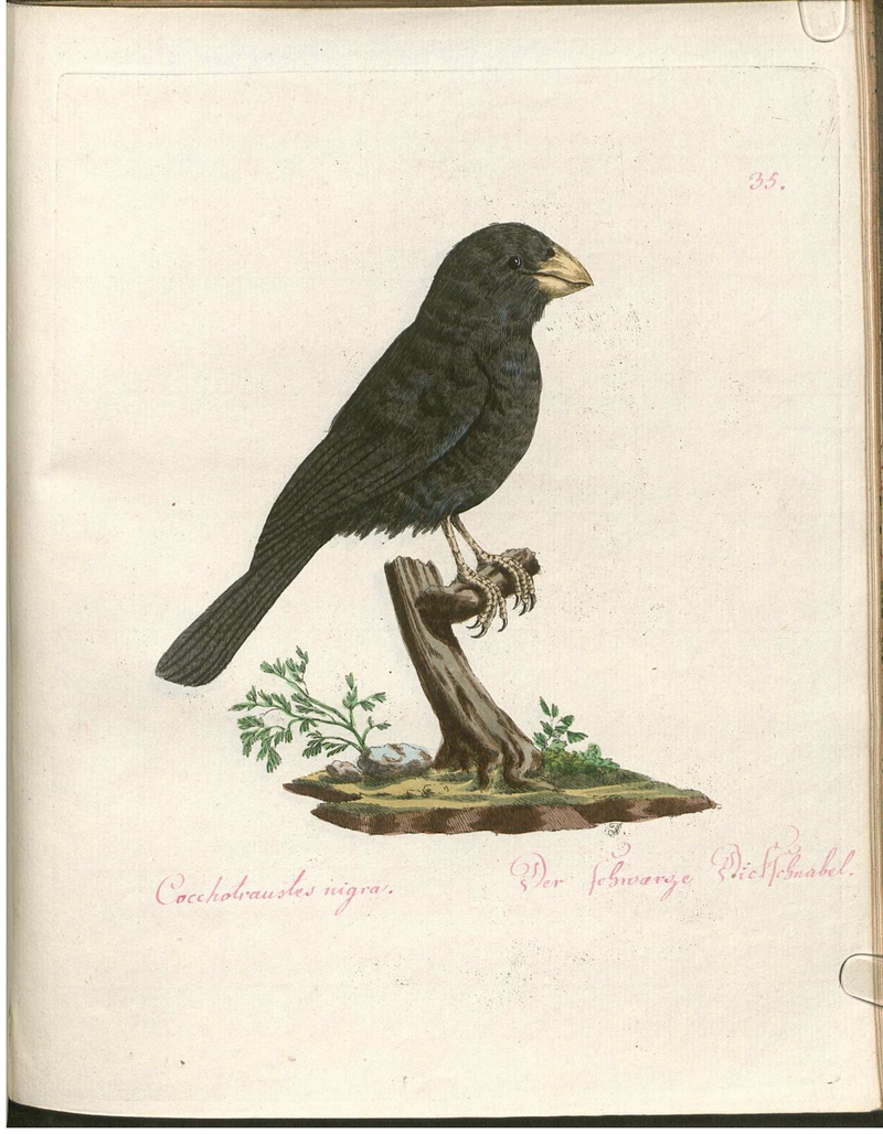 Beytrag zur Naturgeschichte der Vögel 2 Tafel 35.jpg