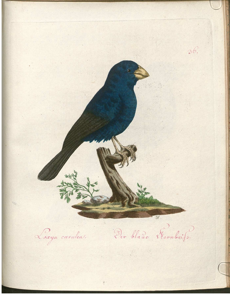 Beytrag zur Naturgeschichte der Vögel 2 Tafel 36.jpg