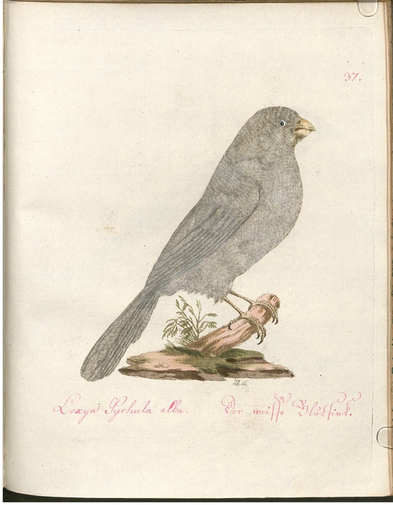 Beytrag zur Naturgeschichte der Vögel 2 Tafel 37.jpg