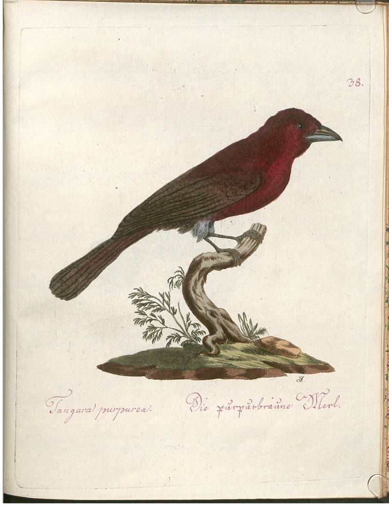 Beytrag zur Naturgeschichte der Vögel 2 Tafel 38.jpg