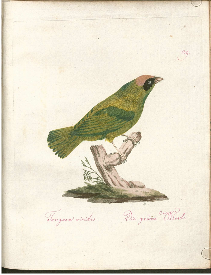 Beytrag zur Naturgeschichte der Vögel 2 Tafel 39 - swallow tanager (Tersina viridis).jpg