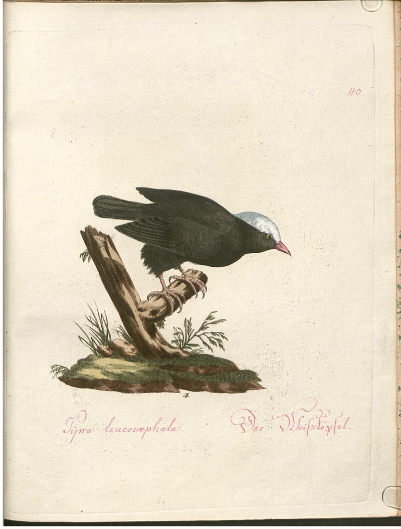 Beytrag zur Naturgeschichte der Vögel 2 Tafel 40 - white-headed marsh tyrant (Arundinicola leucocephala).jpg