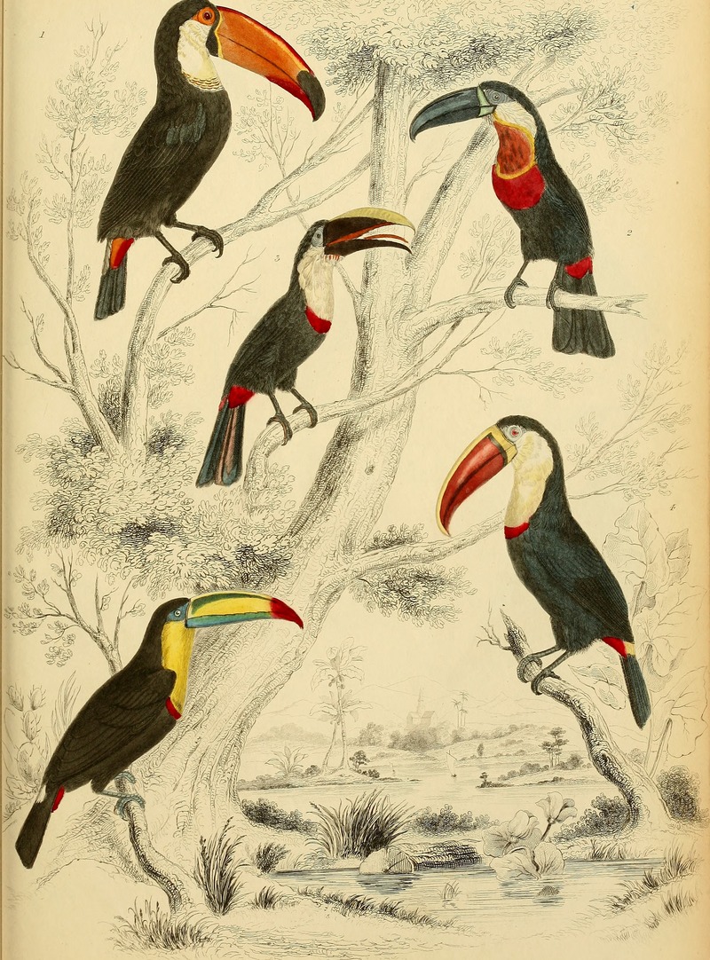 Edinburgh journal of natural history and of the physical sciences (1839) (21173936461) - toucans - Ramphastos sp.jpg