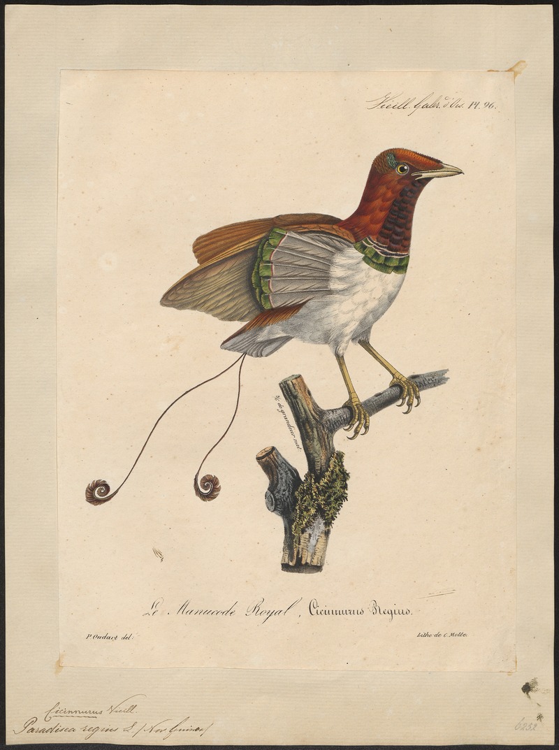 Paradisea regius - 1825-1834 - Print - Iconographia Zoologica - Special Collections University of Amsterdam - UBA01 IZ15700137.jpg