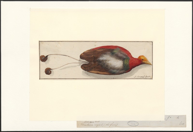 Paradisea regia - 1700-1880 - Print - Iconographia Zoologica - Special Collections University of Amsterdam - UBA01 IZA1000544.jpg