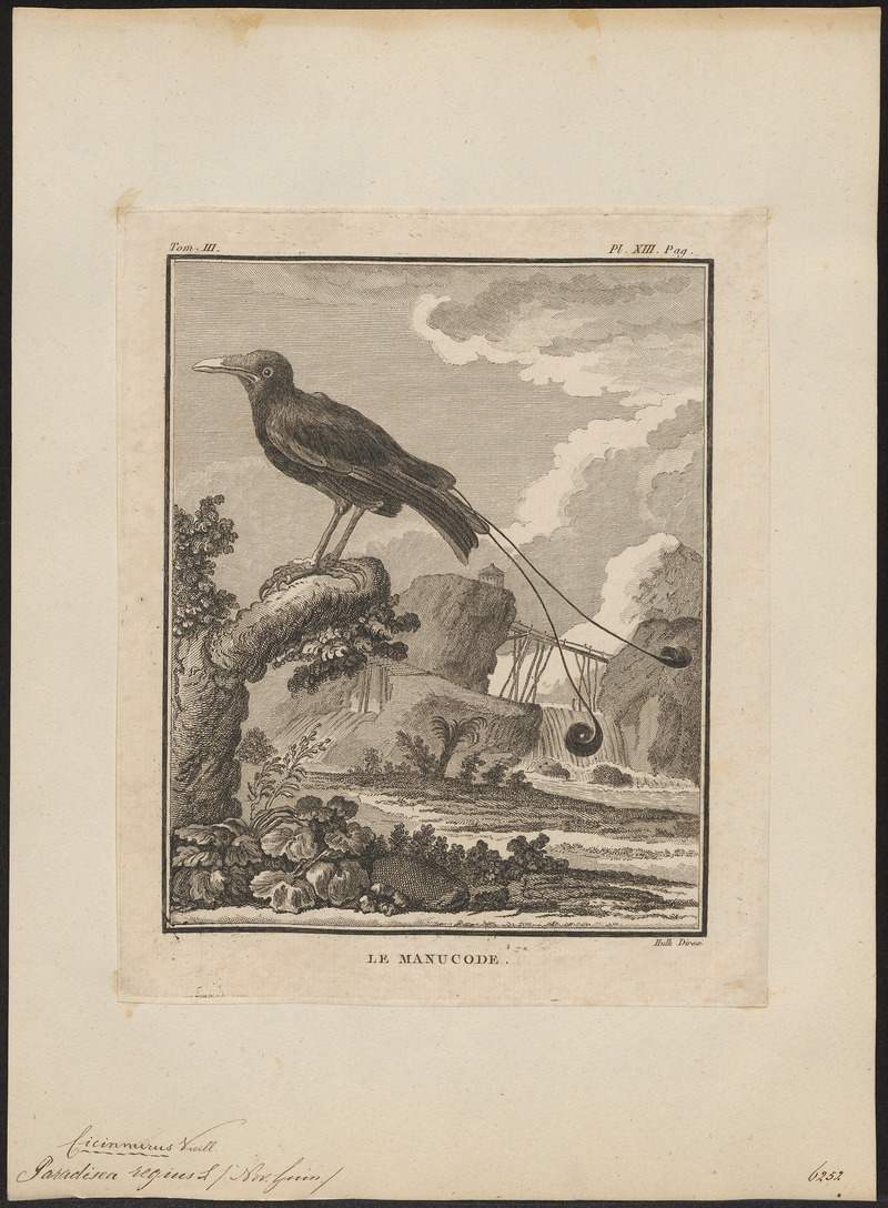 Paradisea regius - 1700-1880 - Print - Iconographia Zoologica - Special Collections University of Amsterdam - UBA01 IZ15700143.jpg