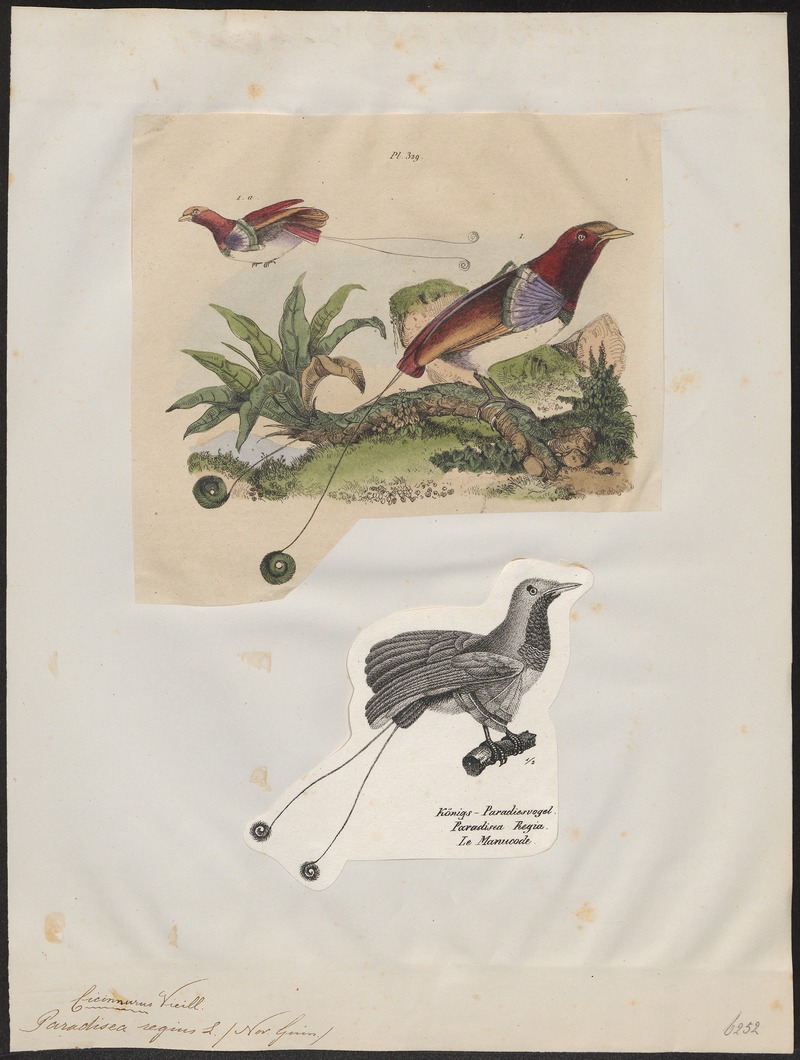 Paradisea regius - 1700-1880 - Print - Iconographia Zoologica - Special Collections University of Amsterdam - UBA01 IZ15700141.jpg