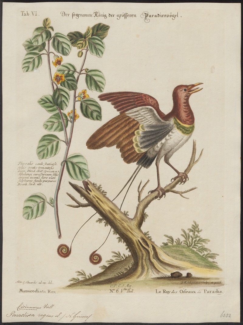 Paradisea regius - 1700-1880 - Print - Iconographia Zoologica - Special Collections University of Amsterdam - UBA01 IZ15700139.jpg
