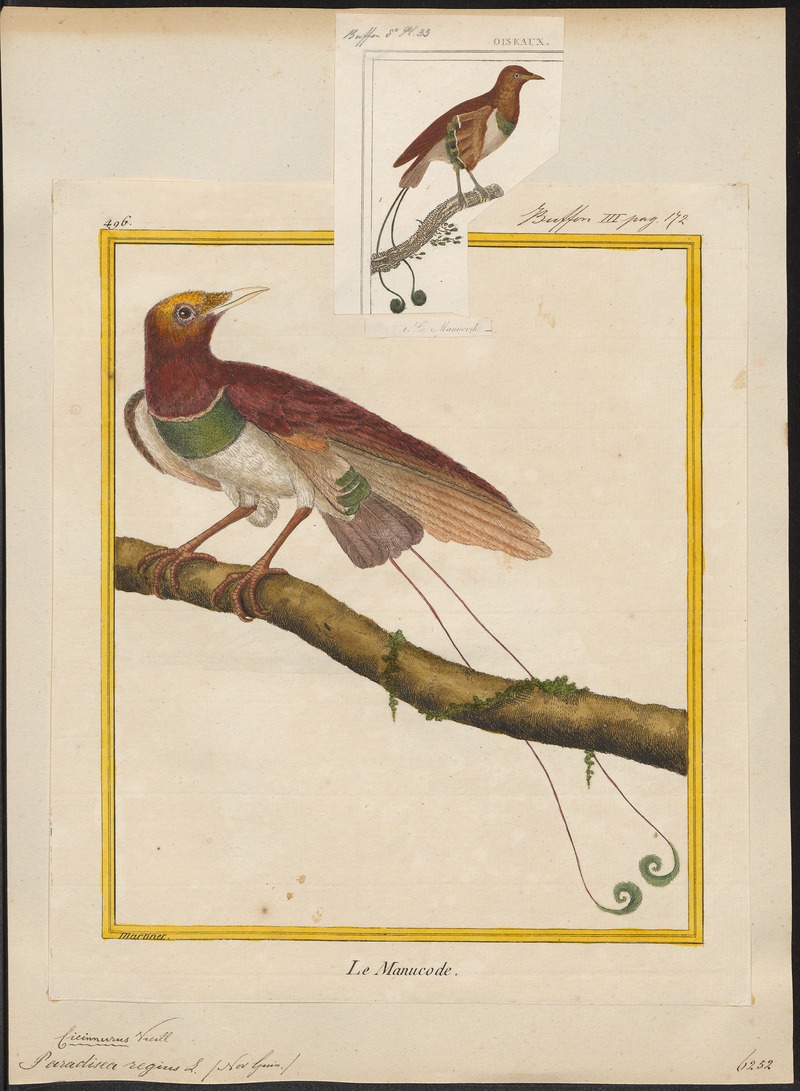 Paradisea regius - 1700-1880 - Print - Iconographia Zoologica - Special Collections University of Amsterdam - UBA01 IZ15700135.jpg