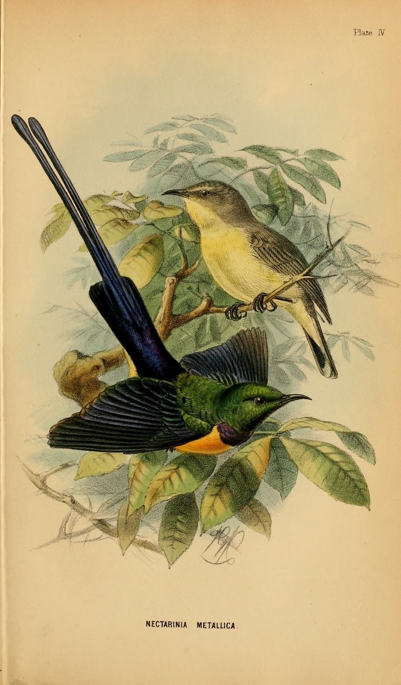 A handbook to the birds of Egypt (Plate IV) (6871344320) - Nile Valley sunbird (Hedydipna metallica).jpg
