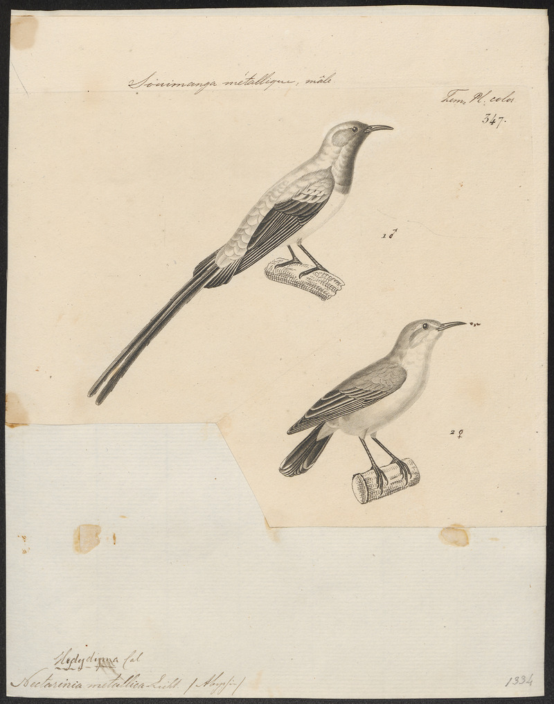 Nectarinia metallica - 1700-1880 - Print - Iconographia Zoologica - Special Collections University of Amsterdam - UBA01 IZ19000113.jpg