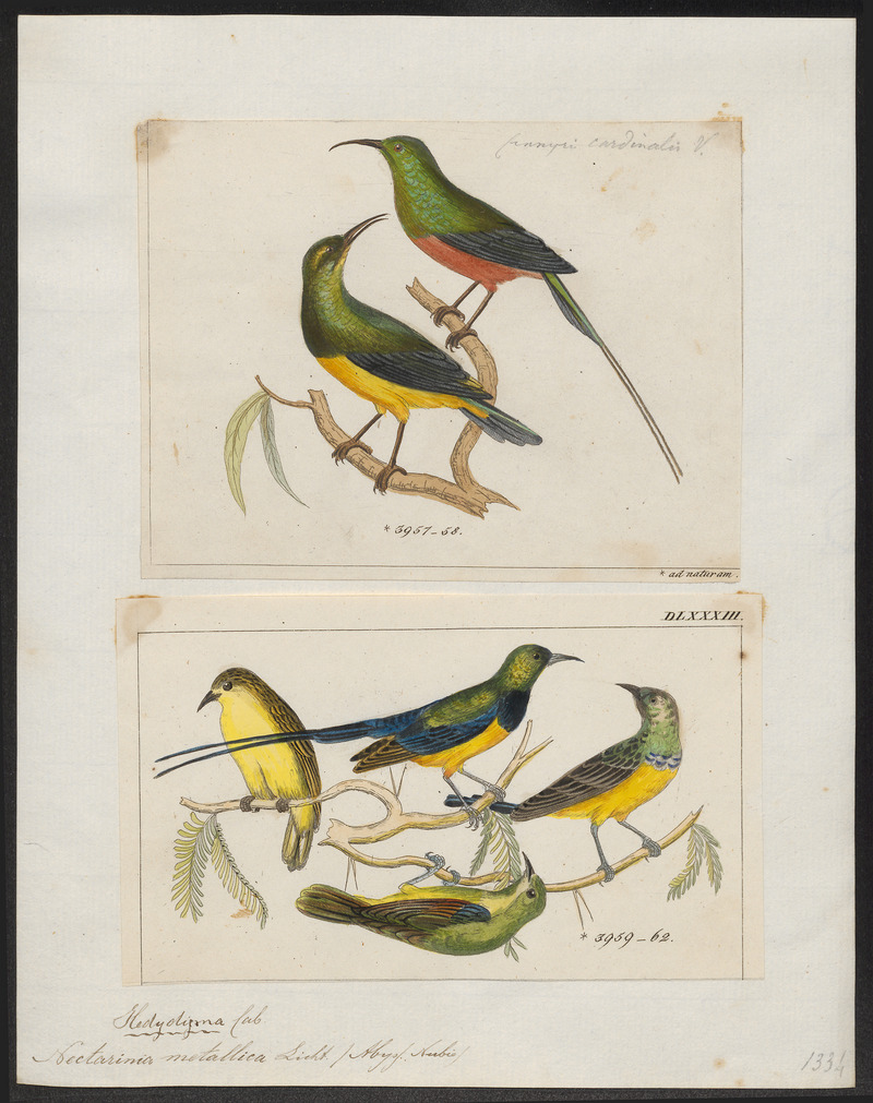 Nectarinia metallica - 1700-1880 - Print - Iconographia Zoologica - Special Collections University of Amsterdam - UBA01 IZ19000111.jpg