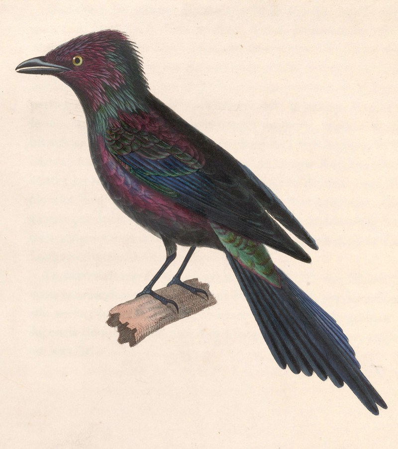 Stourne luisant 1838 - metallic starling, shining starling (Aplonis metallica).jpg