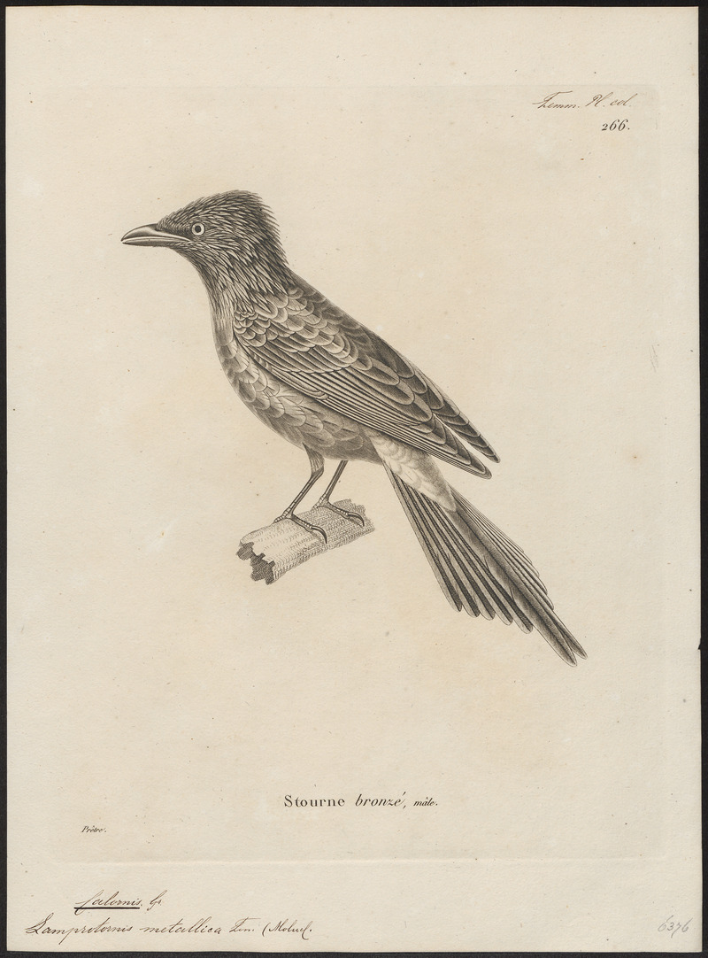 Lamprotornis metallica - 1700-1880 - Print - Iconographia Zoologica - Special Collections University of Amsterdam - UBA01 IZ15800161.jpg